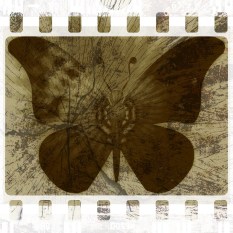 butterfly 1