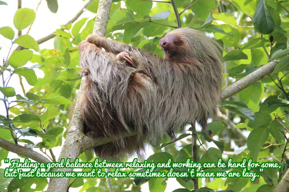 sloth-1041855_960_720